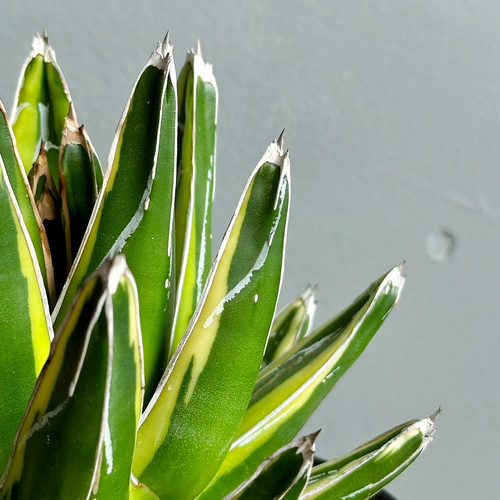 アガベ 笹の雪 