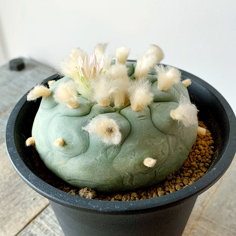 ロフォフォラ ディフューサ ＃03 | BIZARRE GREEN