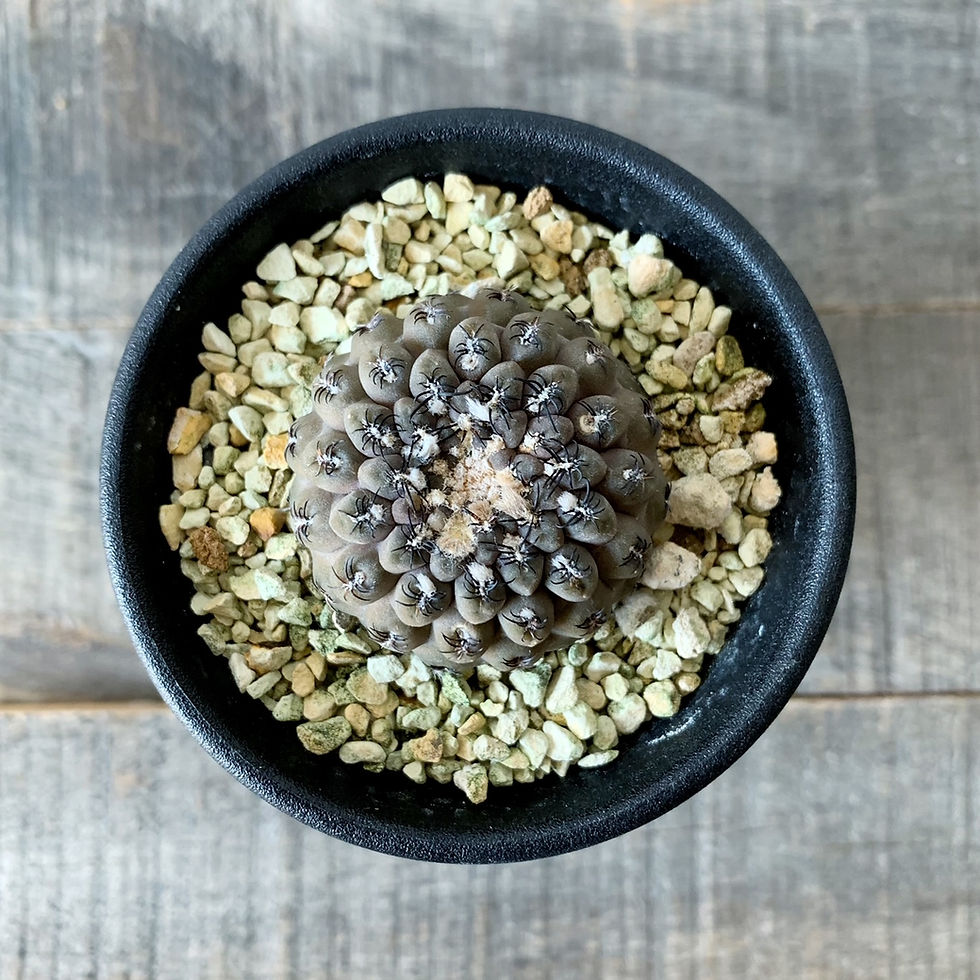サムネイル： エリオシケ ナピナ ssp.glaberescens