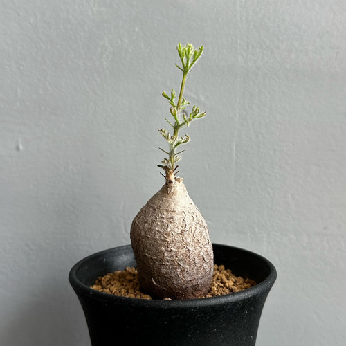 キフォステンマ モンタグナッキー 塊根 発根済み 管理3年 鉢なしです