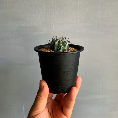 エリオシケ・パウキコスタータ + valiem DEEP-BRERO SMOKY エリオシケ