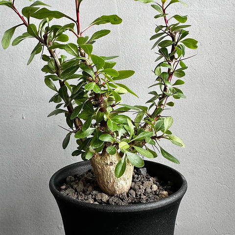 フォークイエリア ファシクラータ #27 | BIZARRE GREEN フォークイエリア ファシクラータ #27 | BIZARRE GREEN