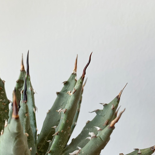 アガベ ユタエンシス 