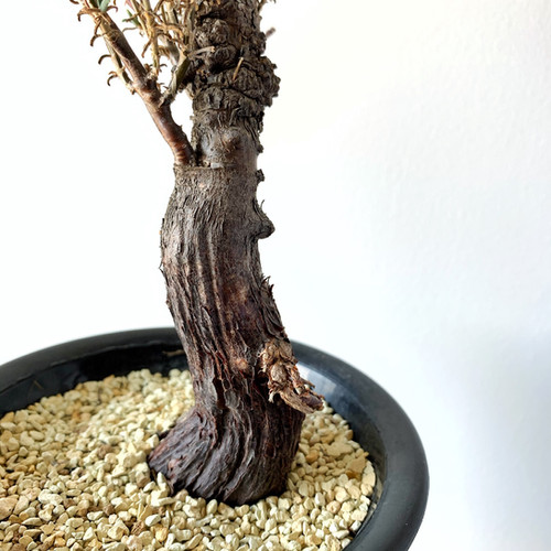 極太切株　小鉢盆栽　発根済　メストクレマ　ツベローサム 極太切株 小鉢盆栽 発根済 メストクレマ ツベローサム 【公式通販】