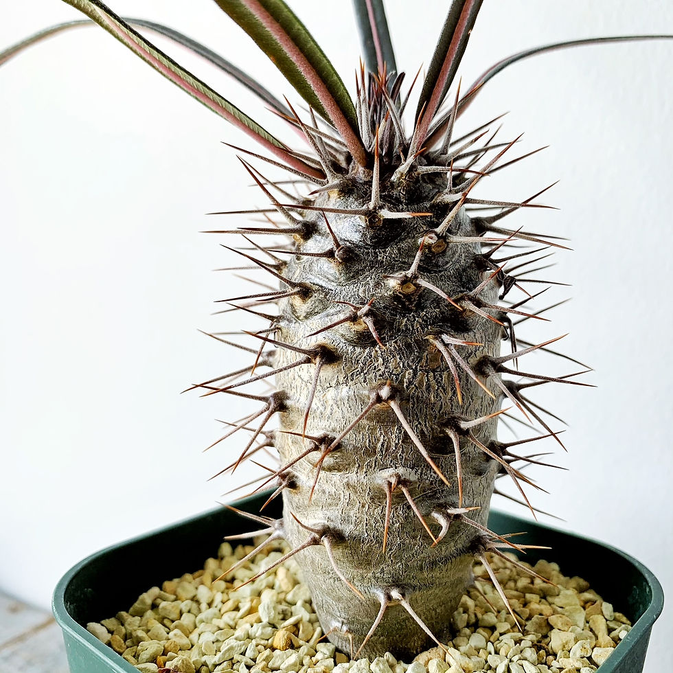 パキポディウム グアイー #03