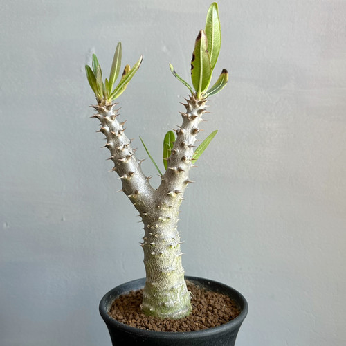 パキポディウム ドラケイ #02 | BIZARRE GREEN