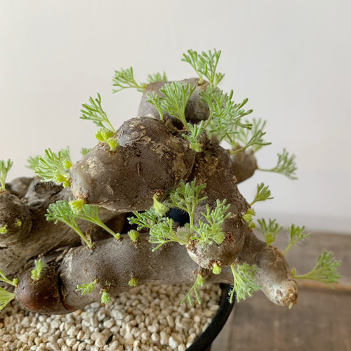 モンソニア・ムルチフィダ #G16 | BIZARRE GREEN