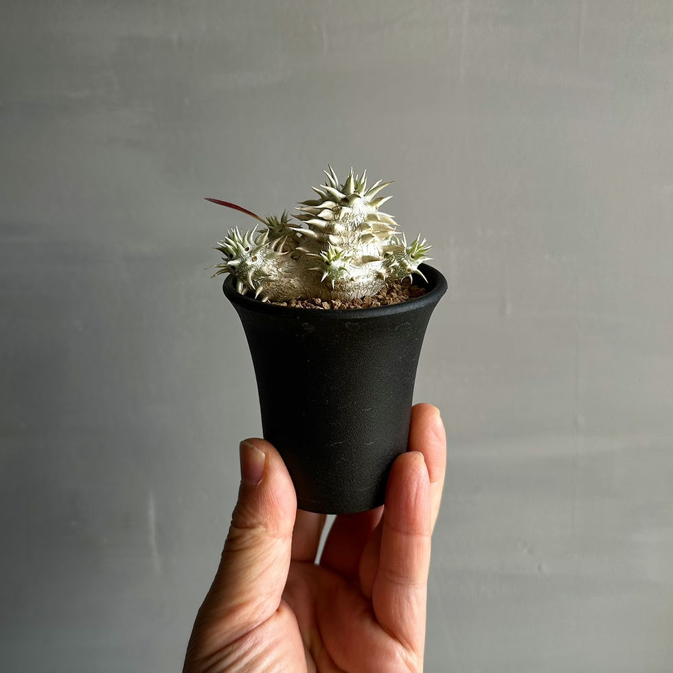 サムネイル： パキポディウム デンシカウレ（恵比寿大黒）＃70