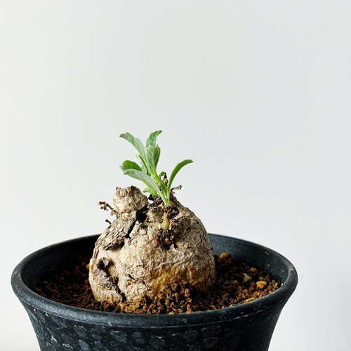 プテロディスクス スペシオーサス | BIZARRE GREEN