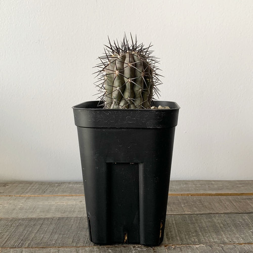 コピアポア レンベッキー＃01 | BIZARRE GREEN