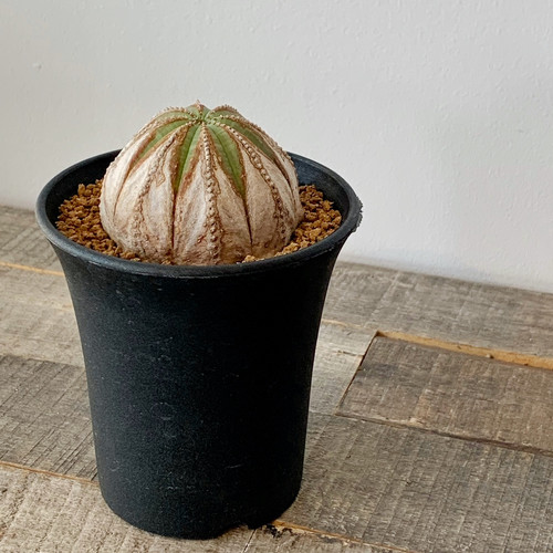 ユーフォルビアオベサ多頭群生木質化大株