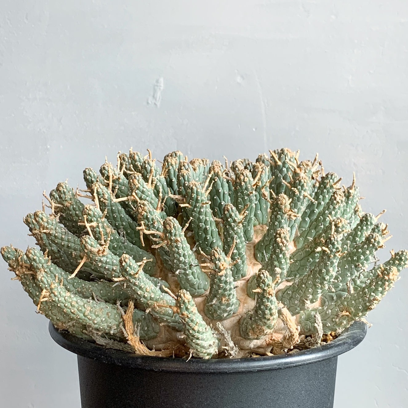 ユーフォルビア フスカ＃G01 | BIZARRE GREEN