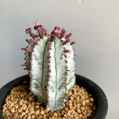 ユーフォルビア ポリゴナ ❝スノースノーフレーク❞ ＃01 | BIZARRE GREEN