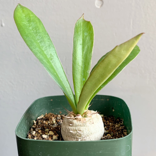 ユーフォルビア　サピニー ユーフォルビア サピニー#04 | BIZARRE GREEN