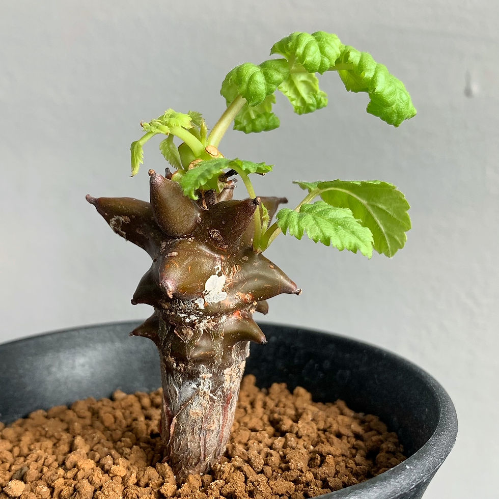 ベイセリア・メキシカーナ #05