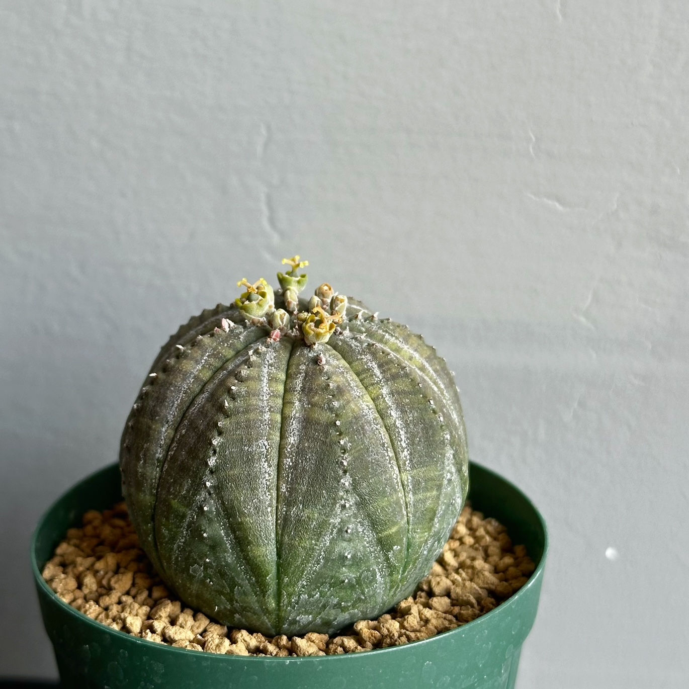 ユーフォルビア オベサ #122