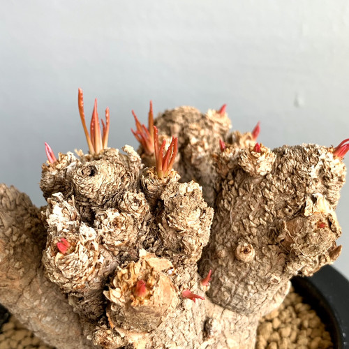 ユーフォルビア クリスパ #G9 | BIZARRE GREEN