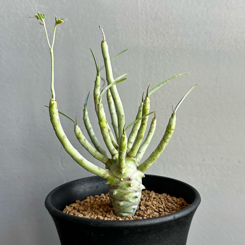 ユーフォルビア エチュベルクローサ 実生 (アーム展開前