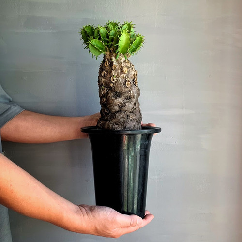 は*る様 EM25 ユーフォルビア ムランジーナ 現地球 緑葉有り は*る様 EM25 ユーフォルビア ムランジーナ 現地球 緑葉有り