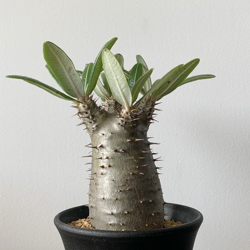 パキポディウム ドラケイ #01 | BIZARRE GREEN