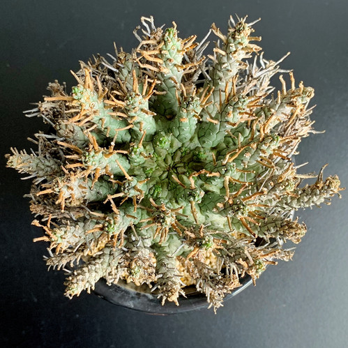 ユーフォルビア クラシぺス＃01 | BIZARRE GREEN