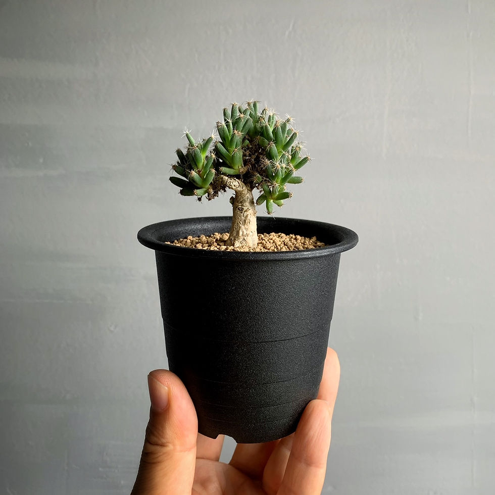 サムネイル： トリコディアデマ デンサム＃01