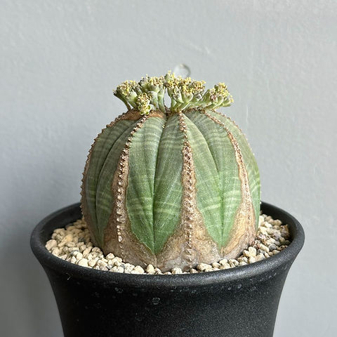 ユーフォルビア オベサ #74 | BIZARRE GREEN