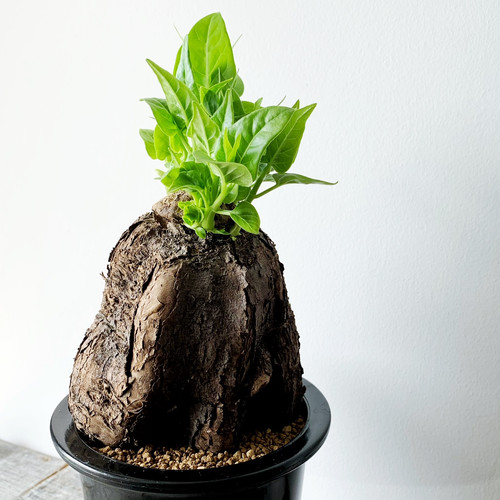 ミラビリス ジャラパ #01 | BIZARRE GREEN