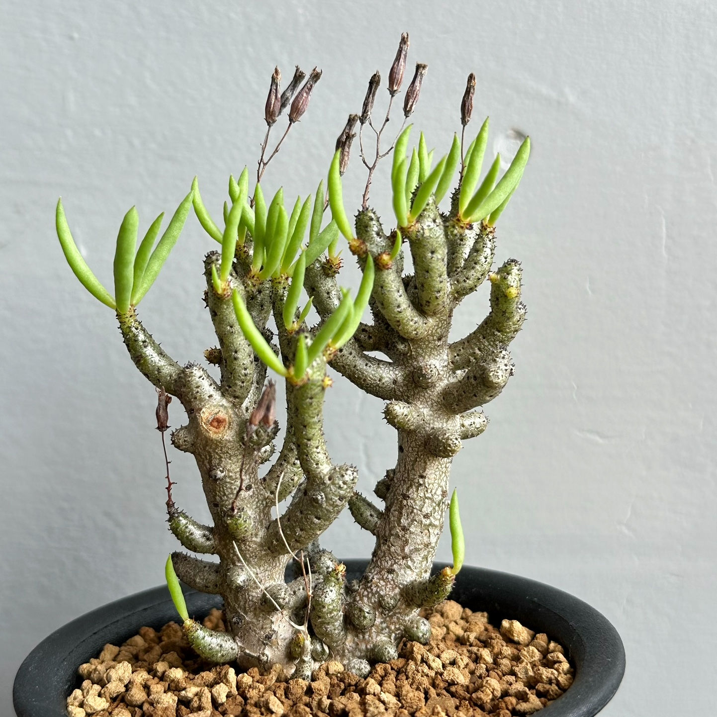 チレコドン ブックホルジアヌス ＃13