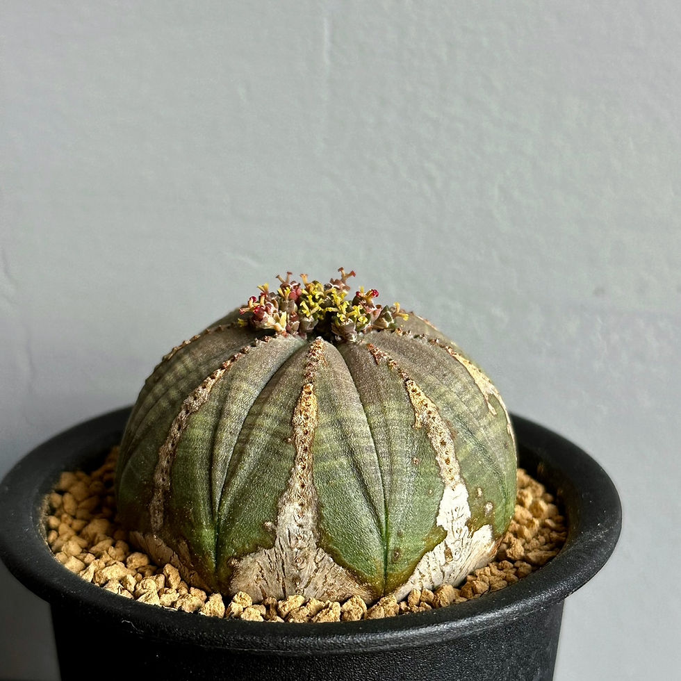 ユーフォルビア オベサ #99