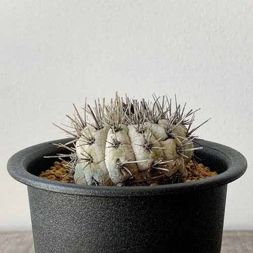 【発根済】コピアポア　シネレア　コルムナアルバ　孤竜丸 Copiapoa columna alba 孤竜丸 in habitat 🇨🇱 Cachina Valley