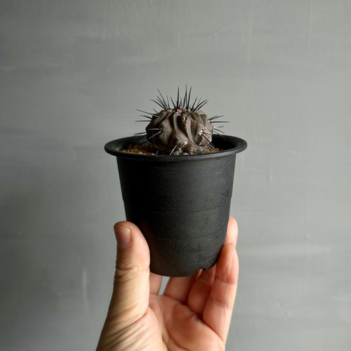 コピアポア デアルバータ（黒士冠）＃15 | BIZARRE GREEN