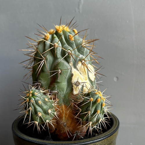 コピアポア　ハセルトニアナ　逆鱗丸　カキコ　自根　群生　子吹き コピアポア ハセルトニアナ 逆鱗丸 カキコ 自根 群生 子吹き