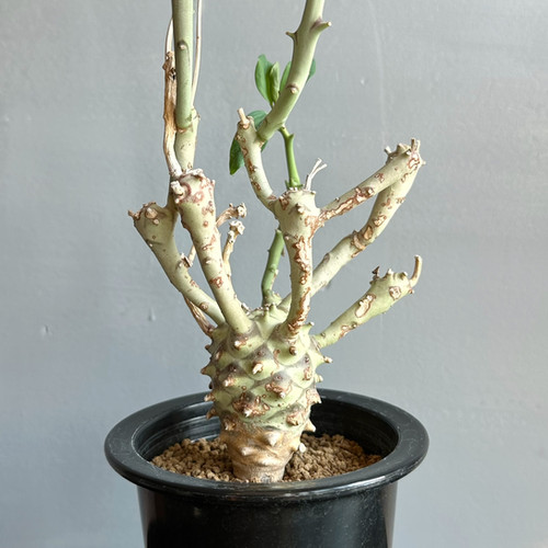 ユーフォルビア ロンギツベルクローサ ユーフォルビア ロンギツベルクローサ | hanayoshi-botanical