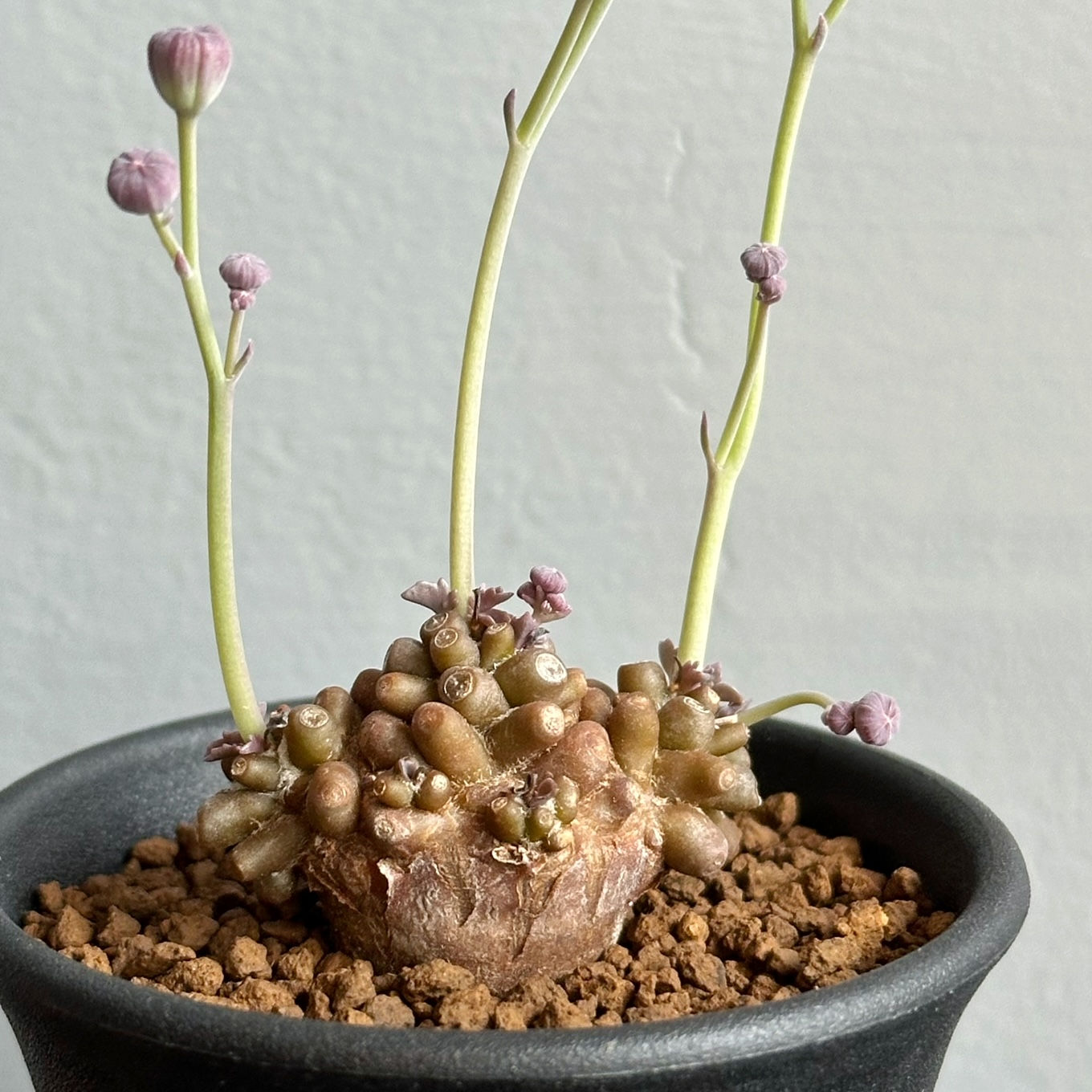 オトンナ アルミアナ ＃07