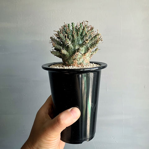 ユーフォルビア デセプタ#01 | BIZARRE GREEN ユーフォルビア デセプタ#01 | BIZARRE GREEN