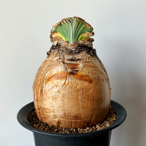 ブーファン ディスティチャ ブーファン・ディスティカの基本情報・育て方｜多肉植物