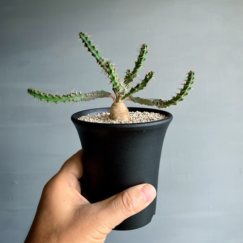 ユーフォルビア ミクラカンサ＃01 | BIZARRE GREEN