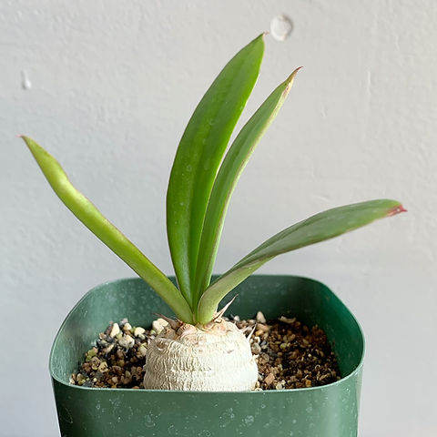 ユーフォルビア サピニー#04 | BIZARRE GREEN