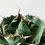 サムネイル： アガベ チタノタ 白鯨 (特選株）#03