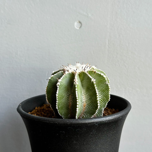 アズテキウム ヒントニー #11 | BIZARRE GREEN