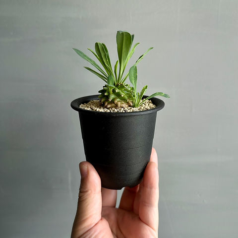 ユーフォルビア ネオ笹蟹鉄甲 #01 | BIZARRE GREEN ユーフォルビア ネオ笹蟹鉄甲 #01 | BIZARRE GREEN