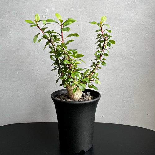 超希少 invisible ink フォークイエリア ファシクラータ 超希少 invisible ink フォークイエリア ファシクラータ