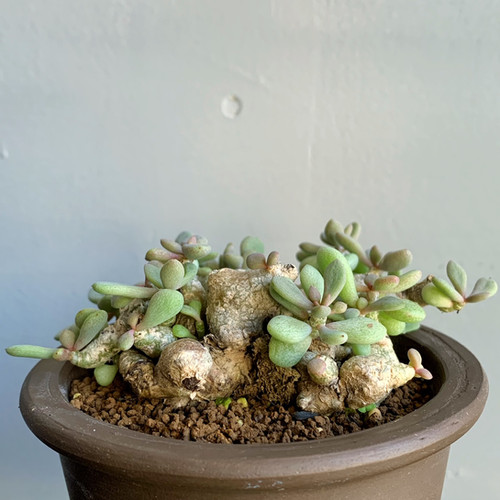 チレコドン・デシピエンス＃G3 | BIZARRE GREEN