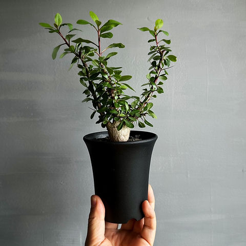 フォークイエリア ファシクラータ #27 | BIZARRE GREEN