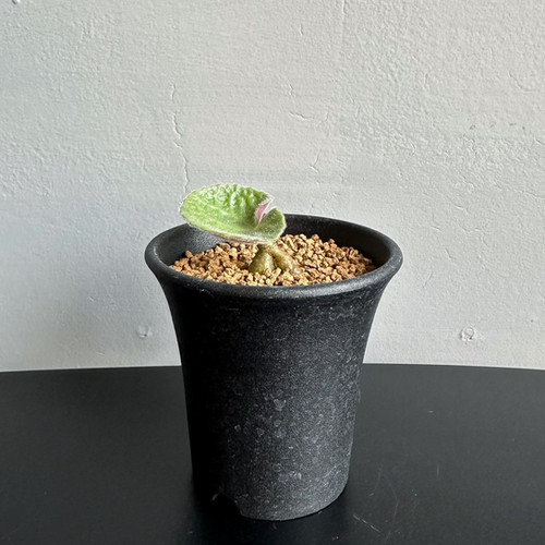 【鉢ごと】チレコドン シングラリス　実生 我が家のチレコドン・シングラリス実生スペース。廊下の1番寒いところ