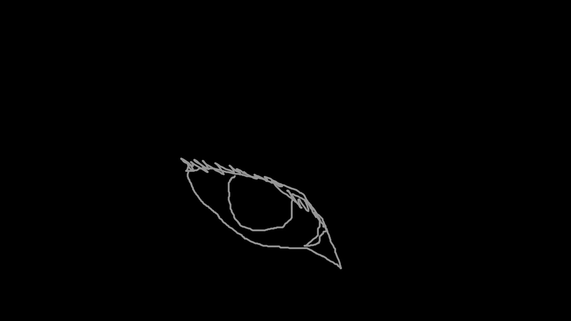 Animation oeil scribble