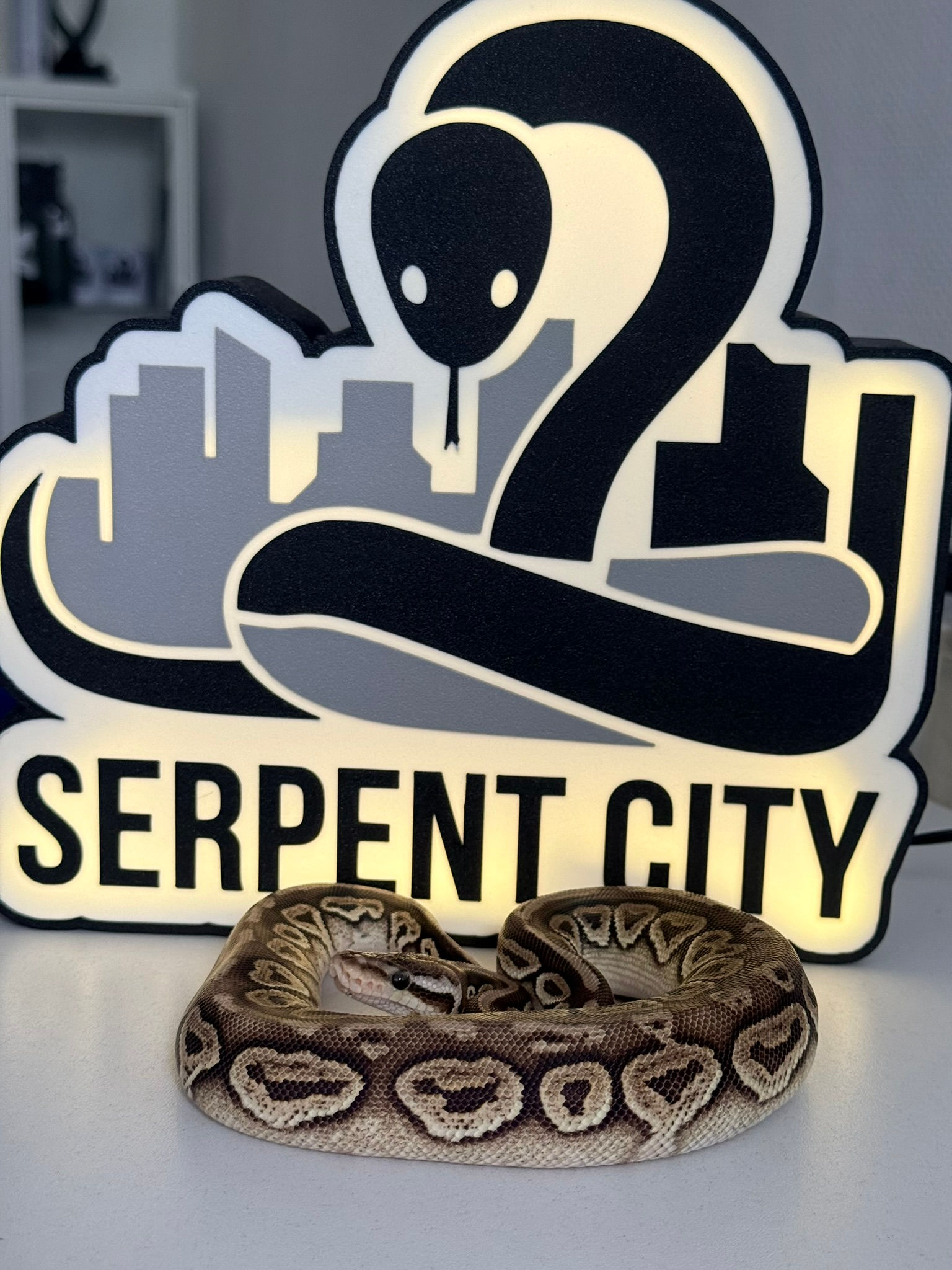 R3 Pyton Królewski(Python Regius)- Pastel Mojave fire black head