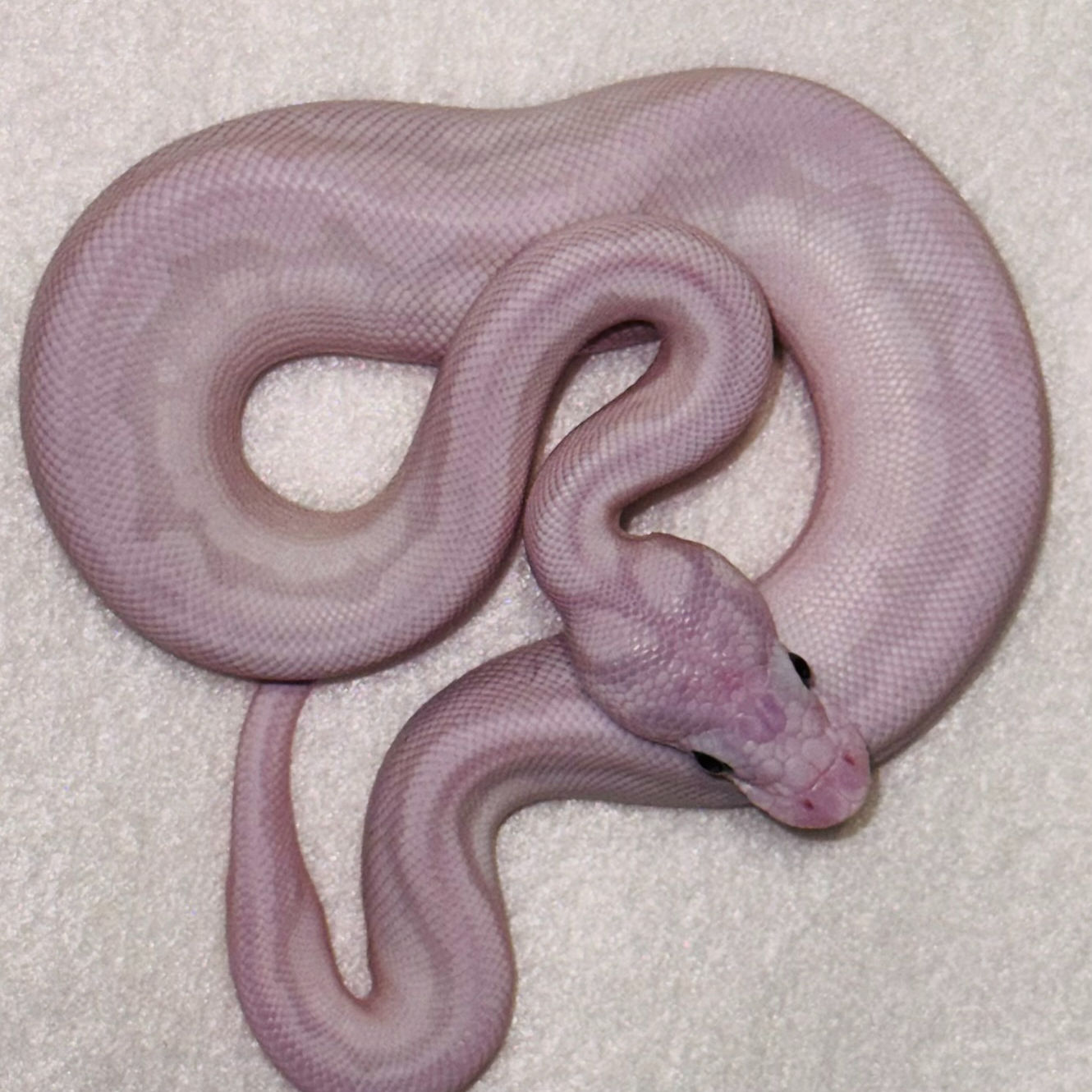 2.0 Pyton Królewski(Python Regius)- Super Lesser(BEL) Clown Pastel