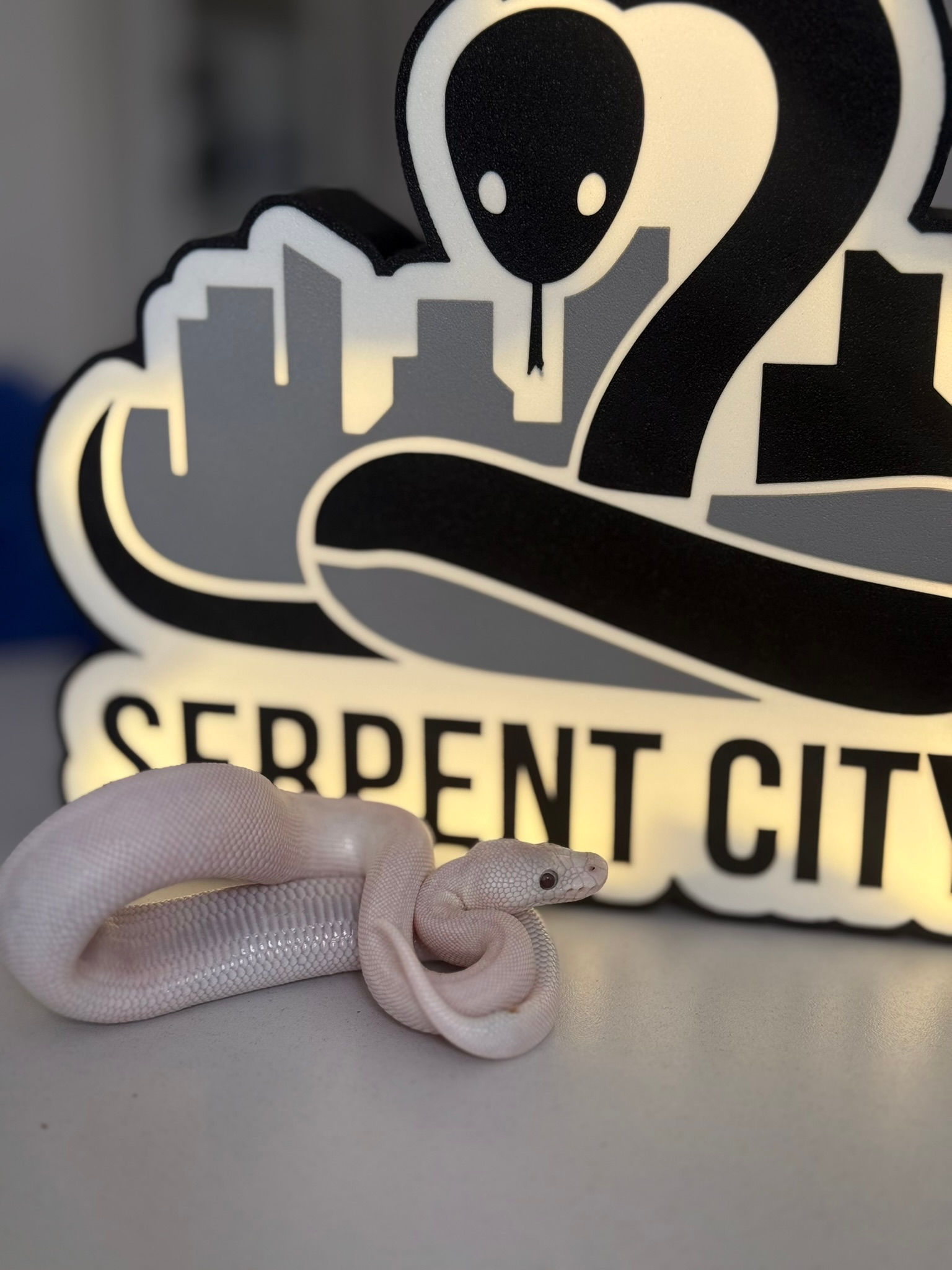 3.5 Pyton Królewski(Python Regius)- Super Lesser(BEL) Clown Pastel